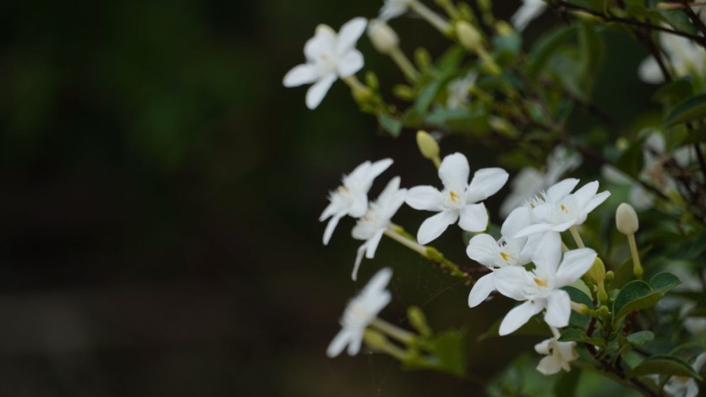 ¿Cuándo florece el galán de noche? Tips para fomentar su floración