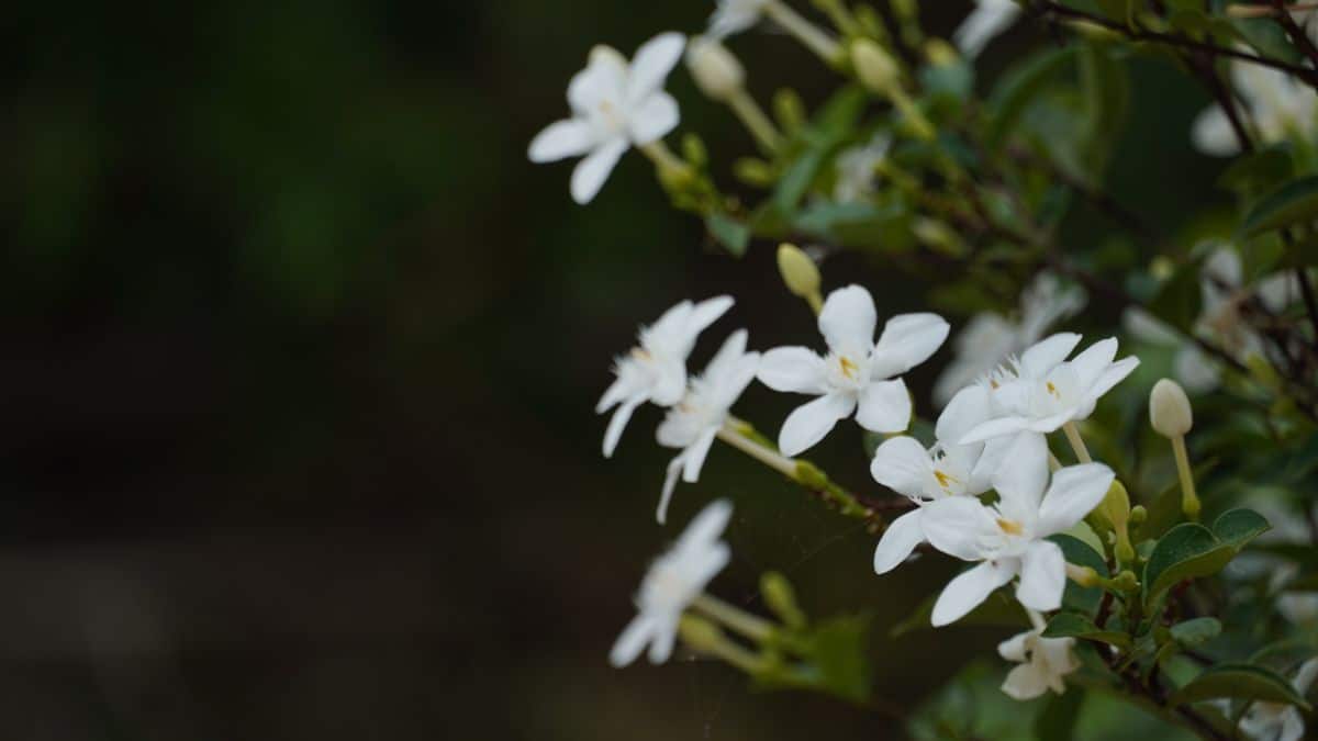 ¿Cuándo florece el galán de noche? Tips para fomentar su floración