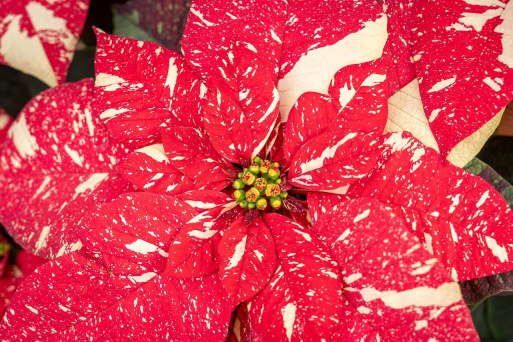 Cuidados de la poinsettia o flor de Pascua