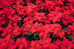 Cuidados de la poinsettia o flor de Pascua