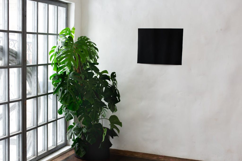 trasplanta la costilla de adan ¿Cuándo se trasplanta la costilla de Adán o monstera?