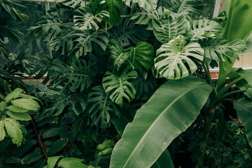 Problemas de la monstera más comunes y cómo solucionarlos