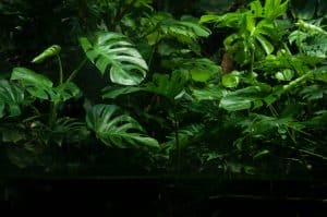 Problemas de la monstera más comunes y cómo solucionarlos