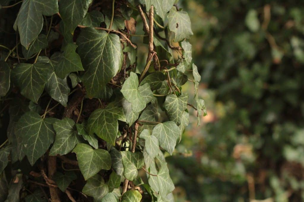 ¿Cómo plantar hiedra en el suelo? Consejos para una correcta plantación