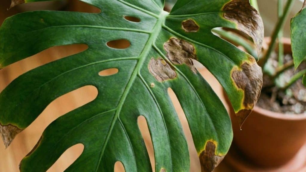 Si notas las hojas de la costilla de Adán con manchas marrones, tu monstera te está enviando una señal de problema y tienes que saber cómo reaccionar.