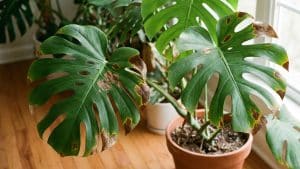 costilla de adan hojas con manchas marrones Hojas de la costilla de Adán con manchas marrones: causas y soluciones