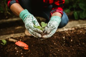 plantar en Mallorca en febrero ¿Qué plantas plantar en Mallorca en febrero?