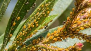 ¿Cómo quitar el pulgón a las adelfas de forma efectiva?