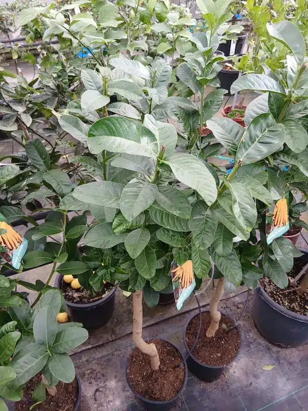 arbol mano de buda online Mano de Buda - Imagen 2