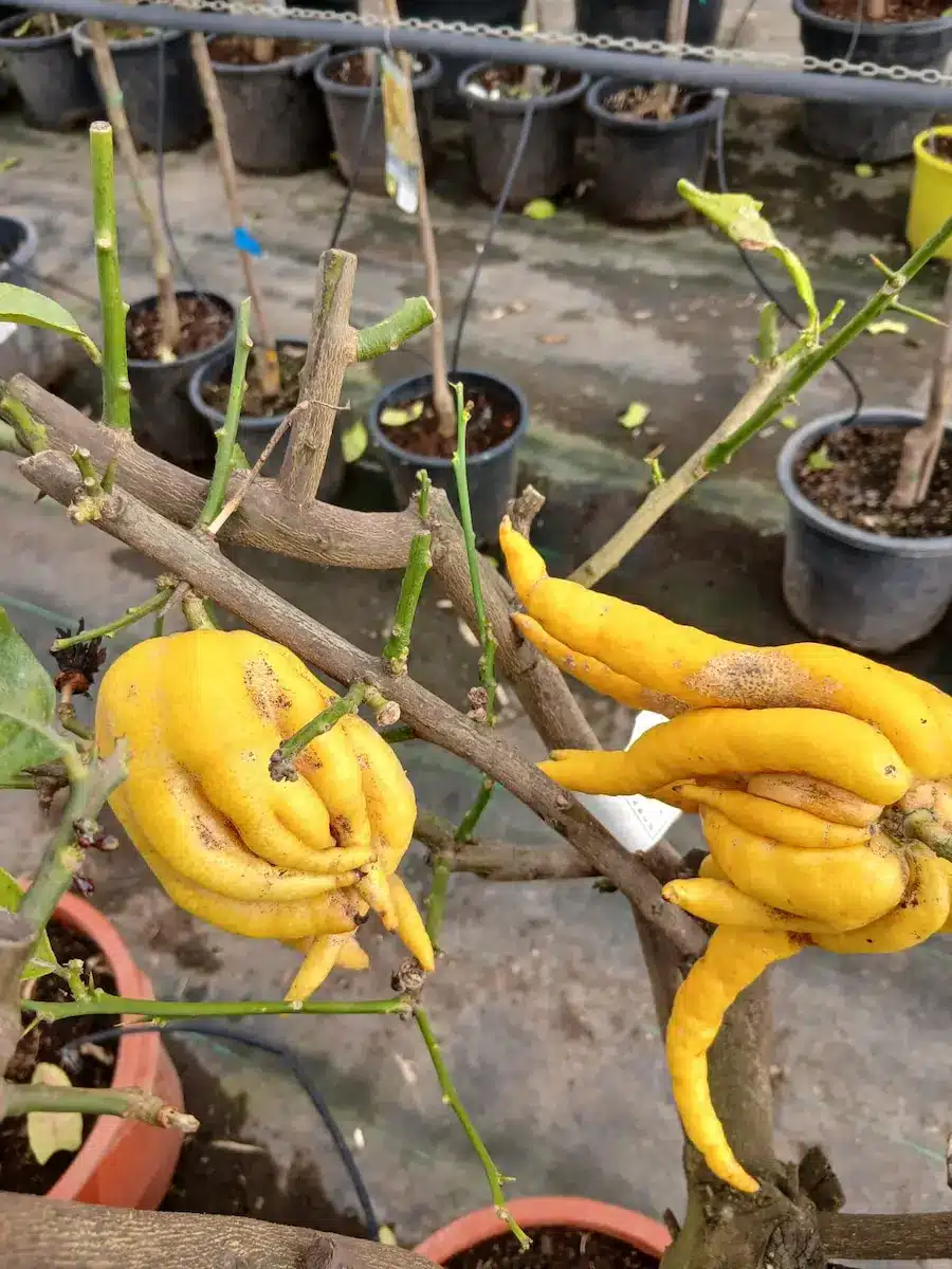 comprar mano de buda online Mano de Buda - Imagen 3