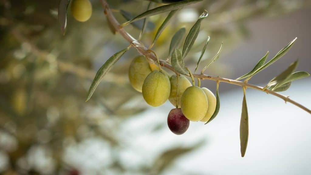 ¿Cómo y cuándo podar un olivo? Paso a paso