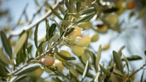 ¿Cómo y cuándo podar un olivo? Paso a paso