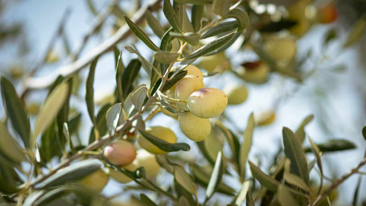 ¿Cómo y cuándo podar un olivo? Paso a paso