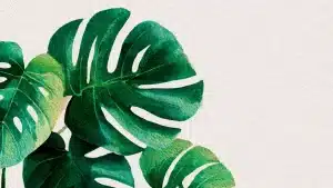 Cuidados de la monstera o costilla de Adán: guía completa