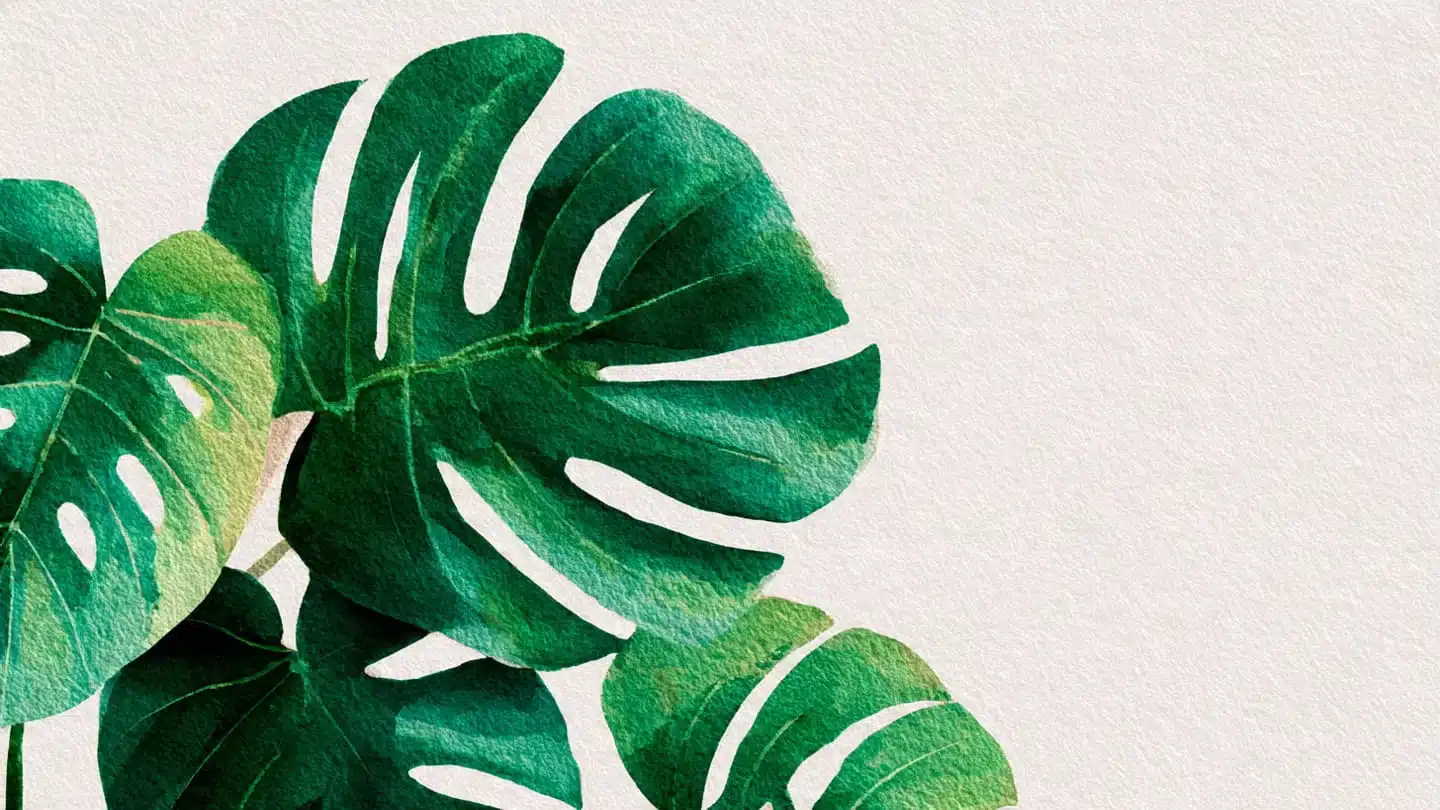 Cuidados de la monstera o costilla de Adán: guía completa