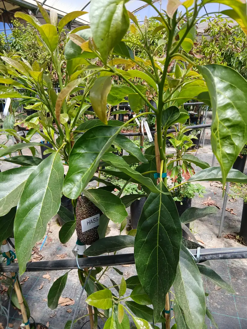 Barato vivero Aguacate Hass (Persea americana) en Mallorca - Vivero Can Juanito