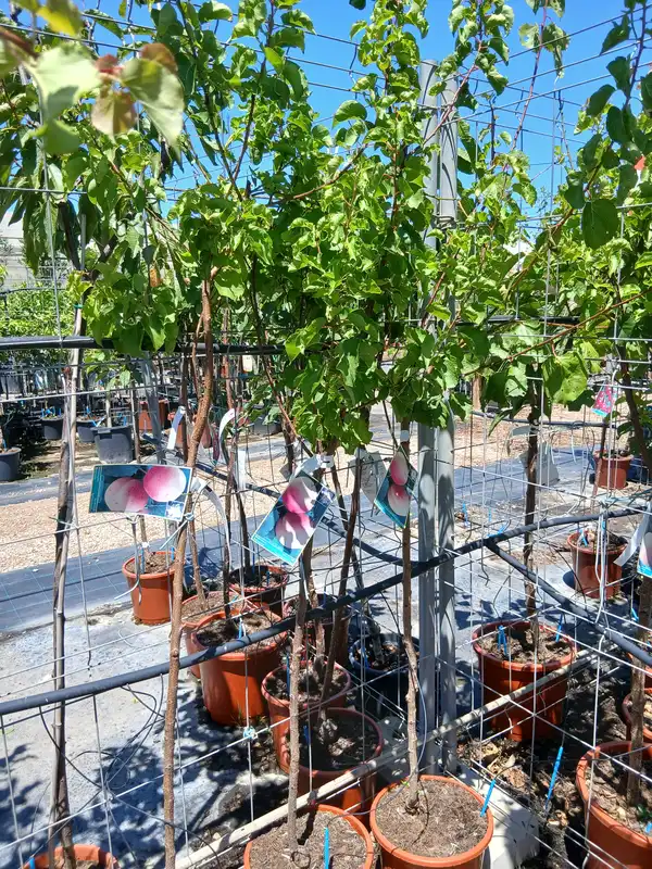 Barato vivero Albaricoquero Palabras en Mallorca - Vivero Can Juanito
