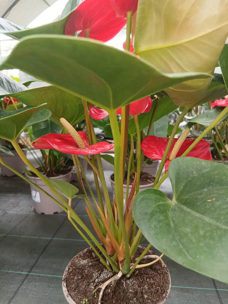 barato vivero anturio en maceta pequena 87982 4 Barato vivero Anturio en maceta pequeña (Anthurium andreanum) en Mallorca - Vivero Can Juanito