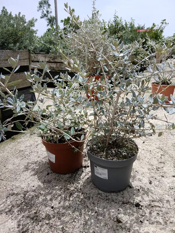 barato vivero arbusto teucrium 79503 4 Barato vivero Arbusto teucrium (Teucrium fruticans) en Mallorca - Vivero Can Juanito