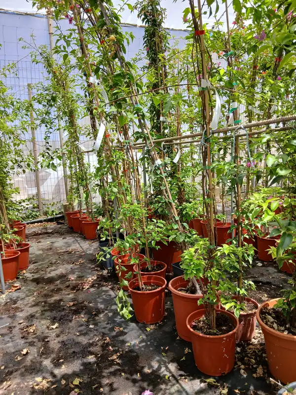 Barato vivero Bouganvillea sanderiana con tutor en Mallorca - Vivero Can Juanito