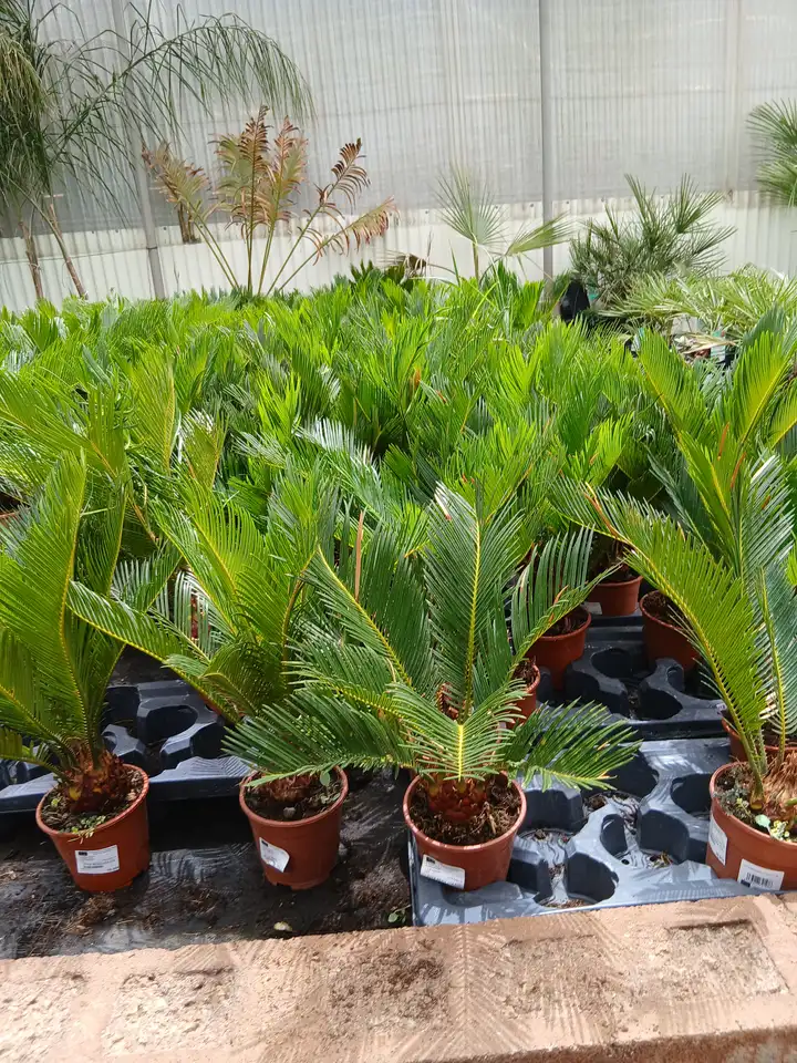 barato vivero cica 60011021 4 Barato vivero Cica (Cycas revoluta) en Mallorca - Vivero Can Juanito