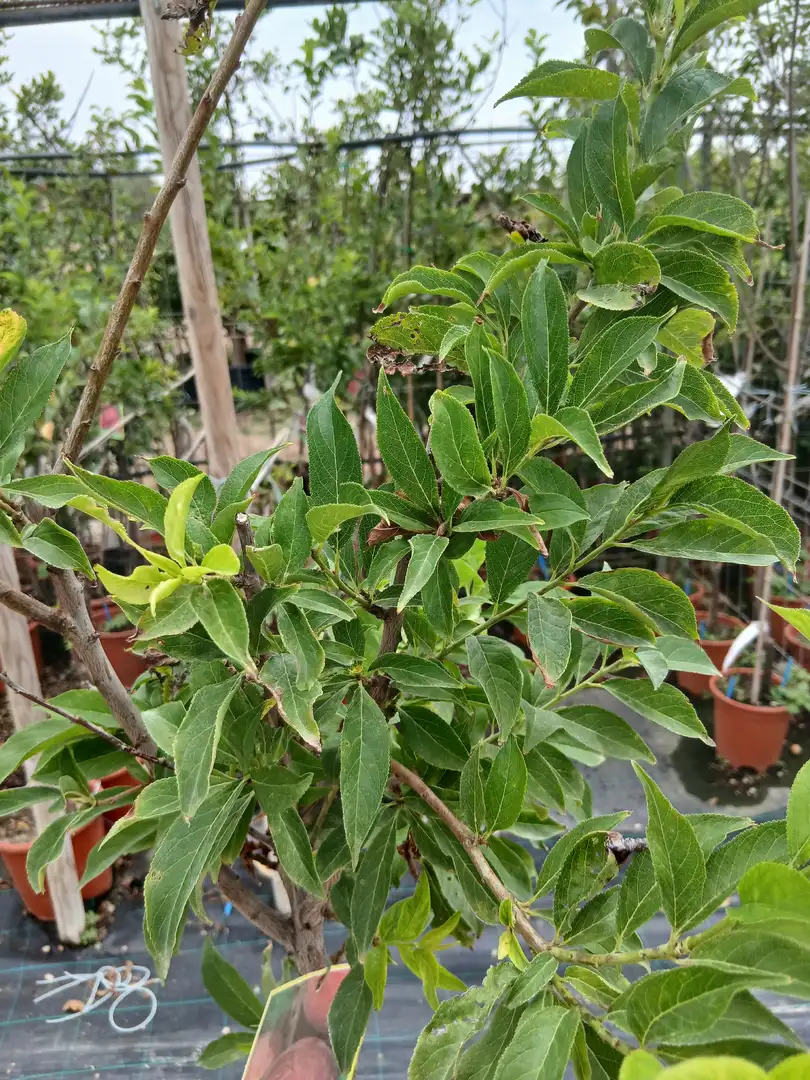 Barato vivero Ciruelo Santa Rosa (Prunus Domestica) en Mallorca - Vivero Can Juanito