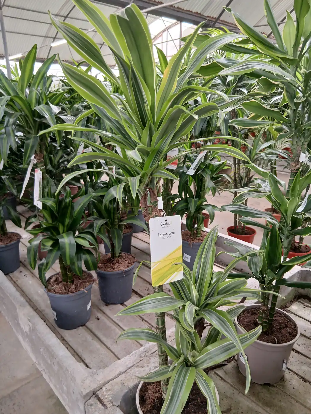 Barato vivero Dracaena Lemon Lime en Mallorca - Vivero Can Juanito