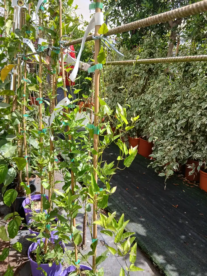Barato vivero Falso jazmín con tutor (Solanum jasminoides) en Mallorca - Vivero Can Juanito