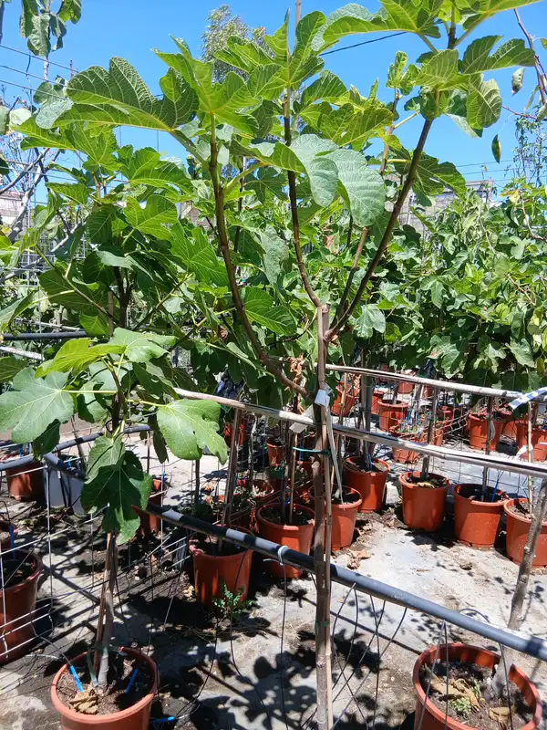 barato vivero higuera 0060019299 4 Barato vivero Higuera (Ficus Lyrata) en Mallorca - Vivero Can Juanito