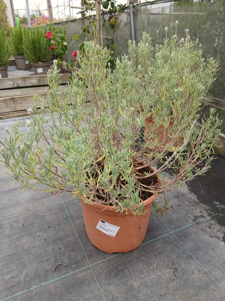 barato vivero lavanda dentata 86683 4 Barato vivero Lavanda Dentata en Mallorca - Vivero Can Juanito