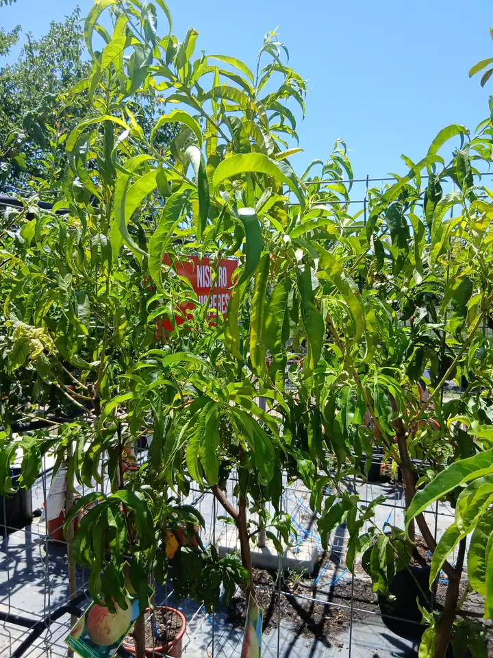 Barato vivero Melocotonero Baby Gold (Prunus Persica) en Mallorca - Vivero Can Juanito