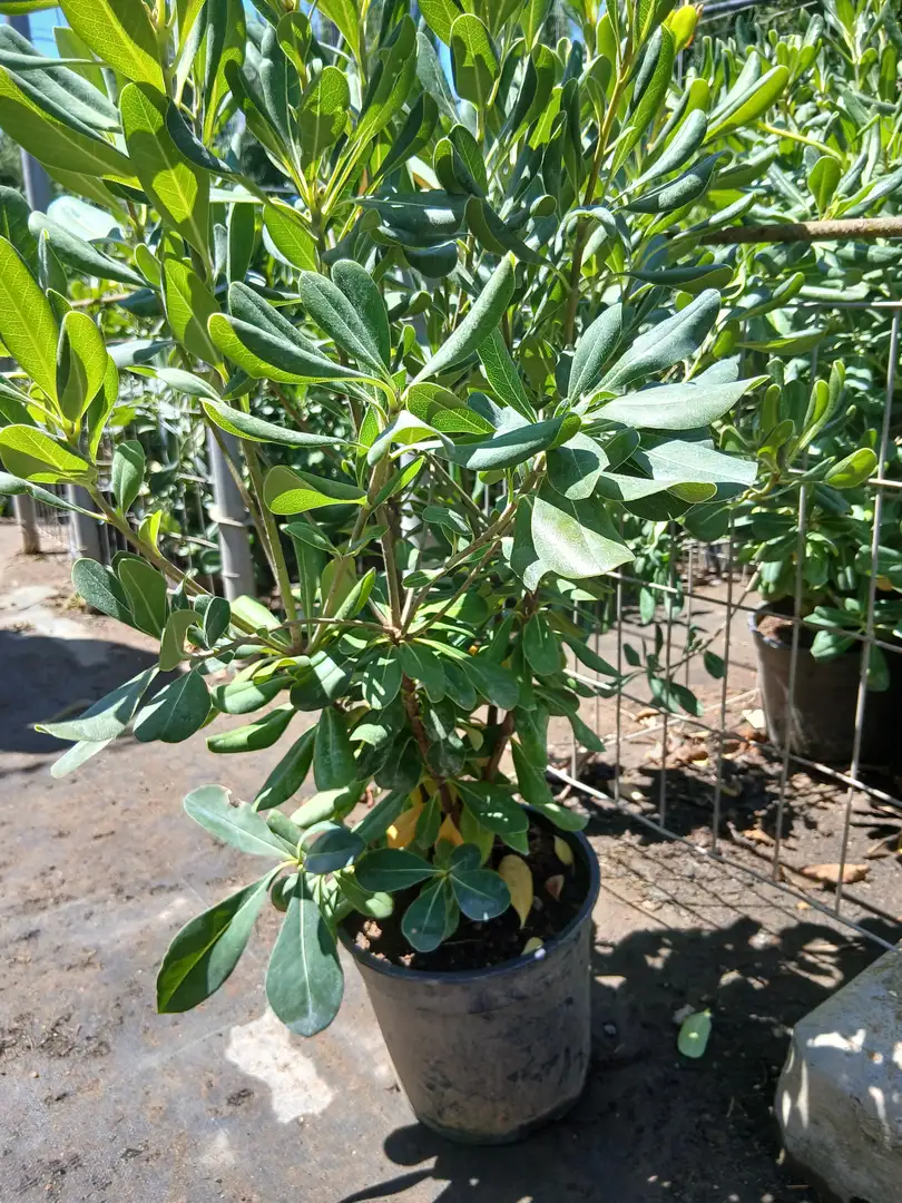Barato vivero Myoporum Antorchasis en Mallorca - Vivero Can Juanito