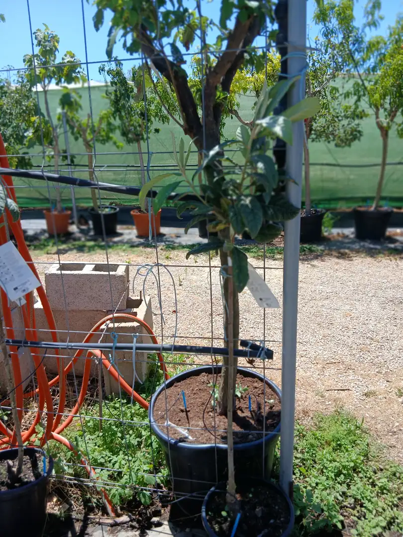 Barato vivero Níspero Japónica en Mallorca - Vivero Can Juanito