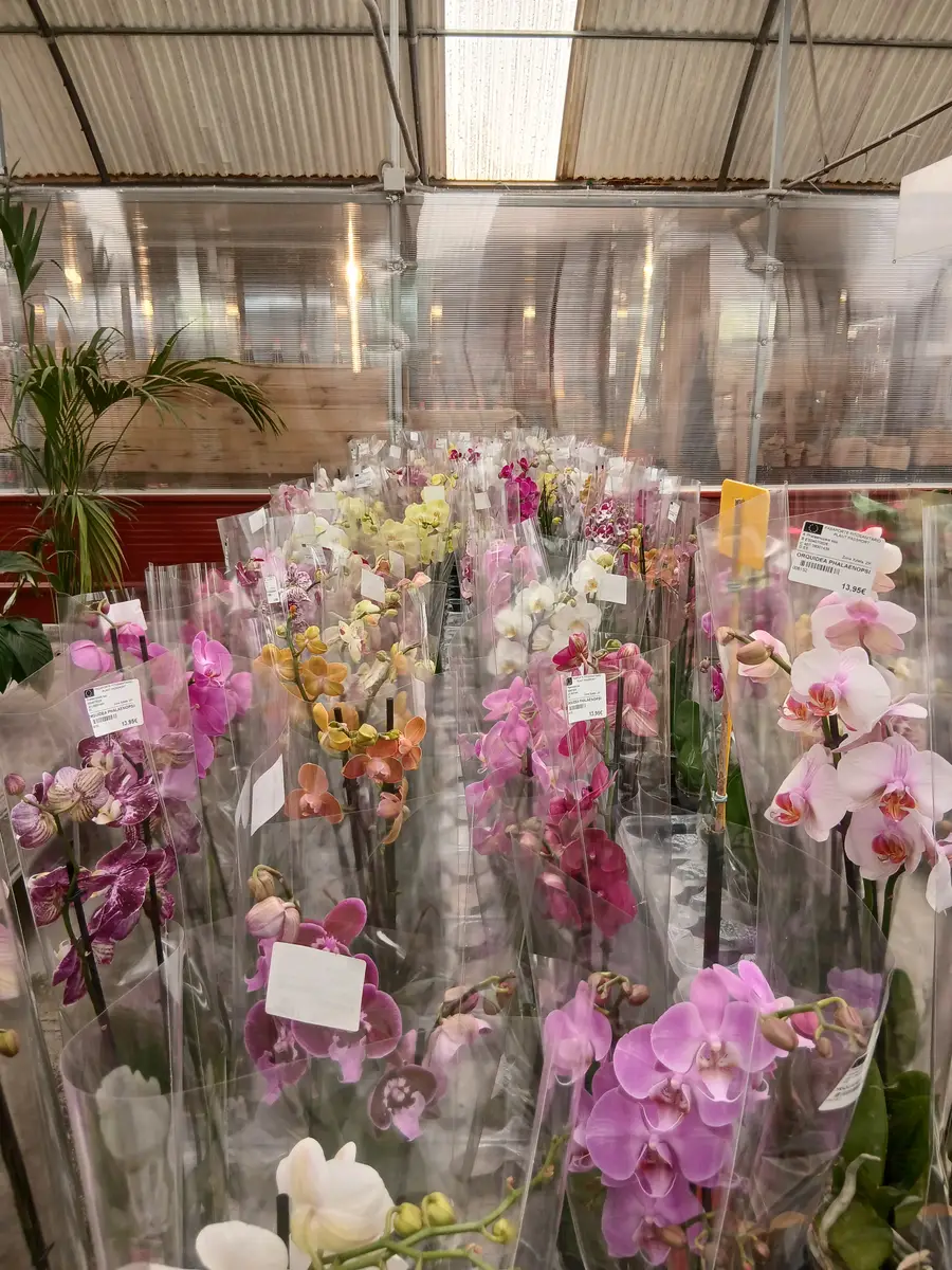 Barato vivero Orquídea Phalaenopsis en Mallorca - Vivero Can Juanito