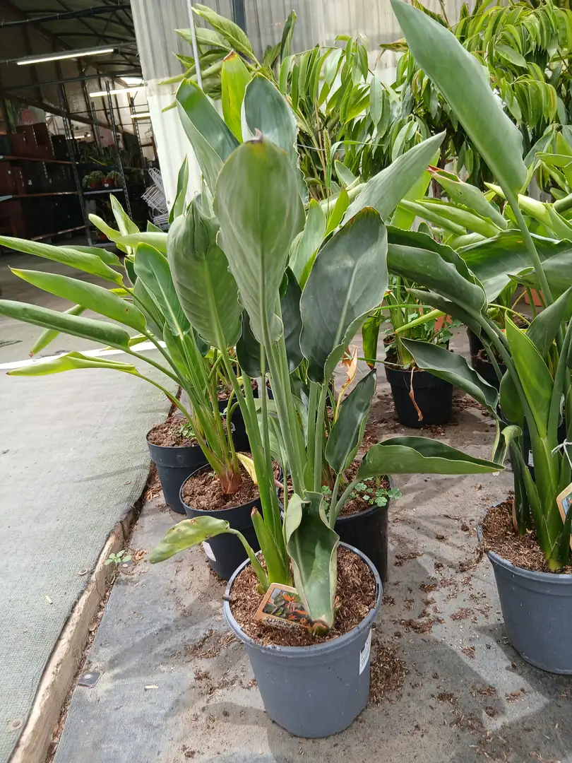 Barato vivero Strelitzia Reginae (Ave del paraíso) en Mallorca - Vivero Can Juanito