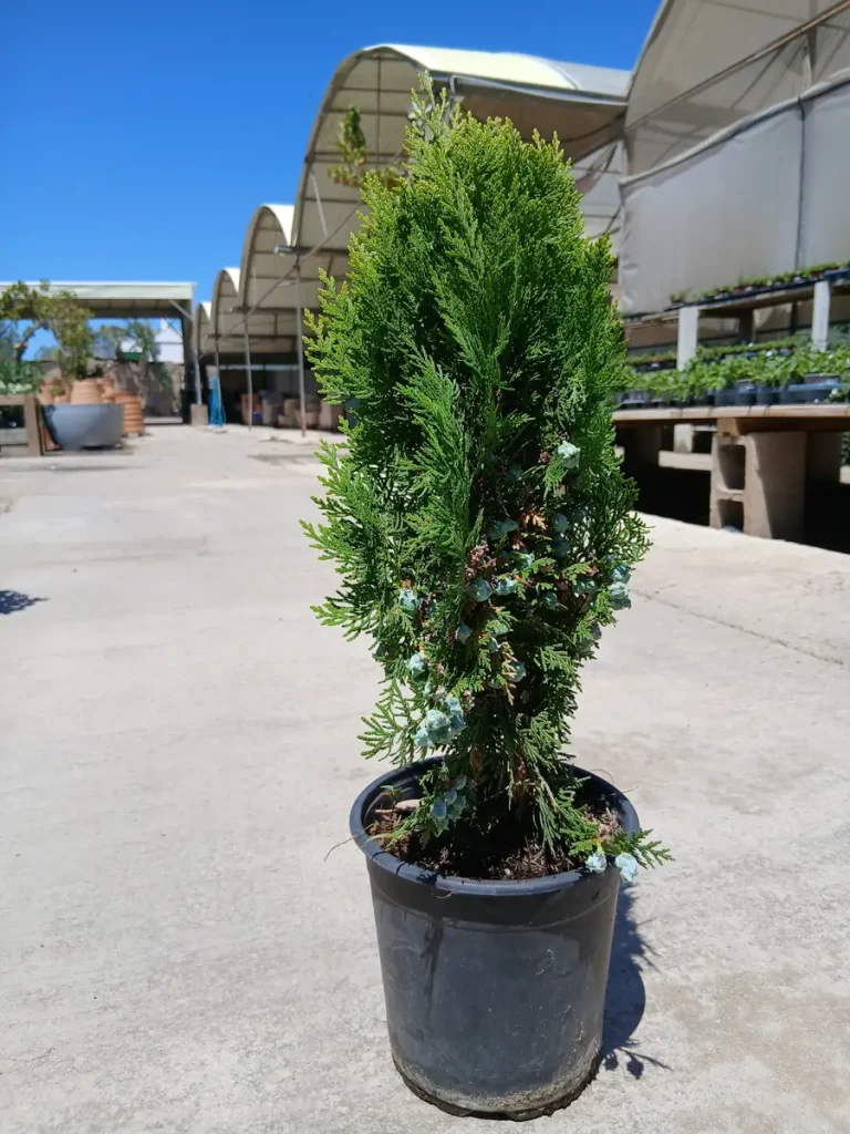 Barato vivero Tuya oriental enana (Thuja orientalis Aurea Nana) en Mallorca - Vivero Can Juanito
