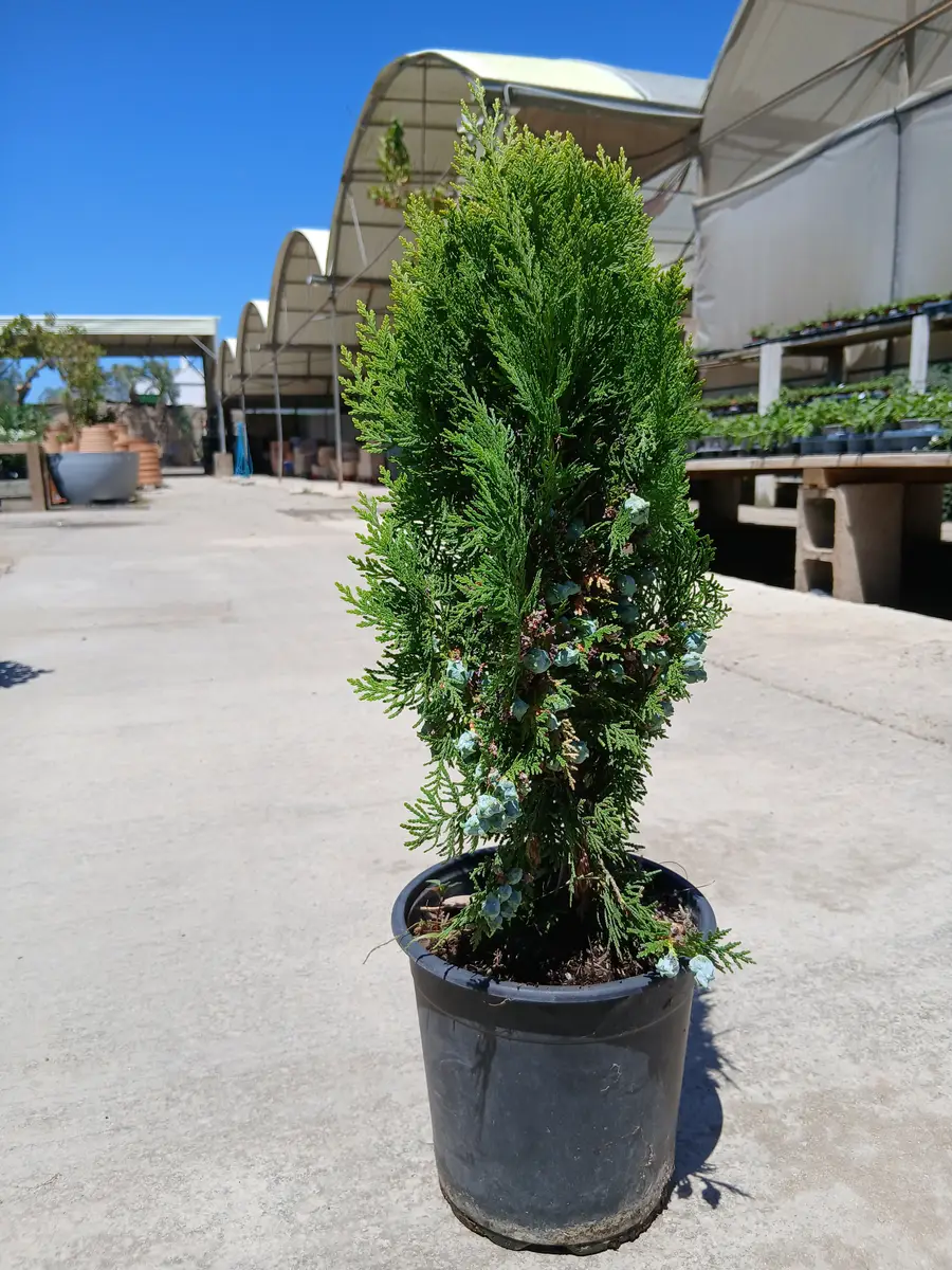 barato vivero tuya oriental enana 41101m2z 4 Barato vivero Tuya oriental enana (Thuja orientalis Aurea Nana) en Mallorca - Vivero Can Juanito