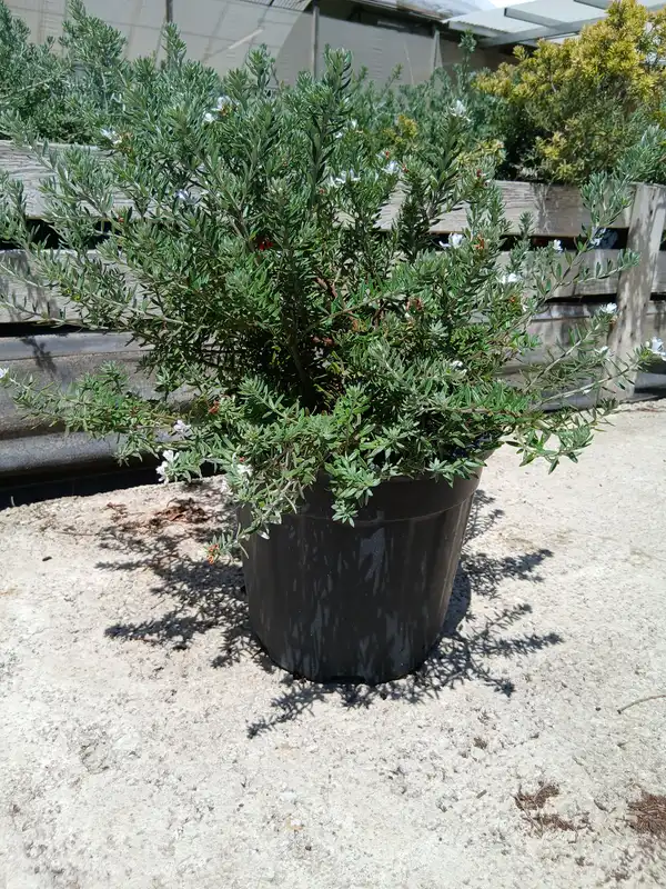 barato vivero westringia fruticosa 39401m2z 4 Barato vivero Westringia fruticosa en Mallorca - Vivero Can Juanito