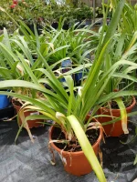 Comprar Agaphantus en Mallorca - Vivero Can Juanito