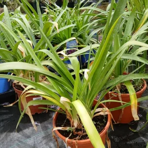 Comprar Agaphantus en Mallorca - Vivero Can Juanito