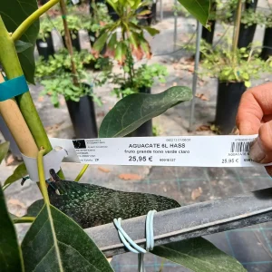 Comprar Aguacate Hass (Persea americana) en Mallorca - Vivero Can Juanito