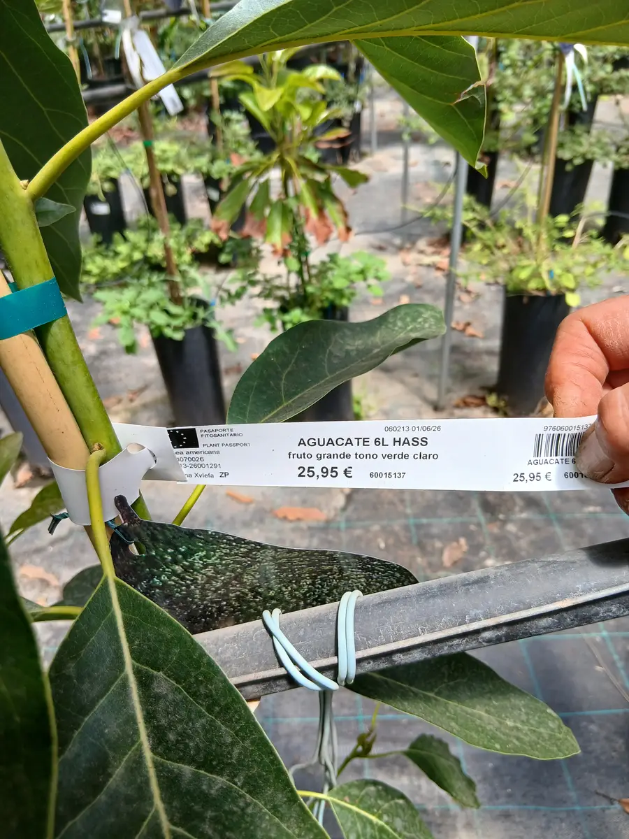 Comprar Aguacate Hass (Persea americana) en Mallorca - Vivero Can Juanito