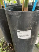 Comprar Aguacate Reed en Mallorca - Vivero Can Juanito