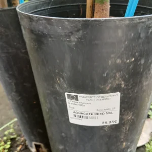 Comprar Aguacate Reed en Mallorca - Vivero Can Juanito