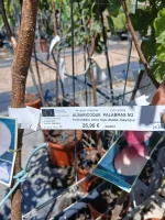 Comprar Albaricoquero Palabras en Mallorca - Vivero Can Juanito