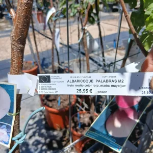 Comprar Albaricoquero Palabras en Mallorca - Vivero Can Juanito