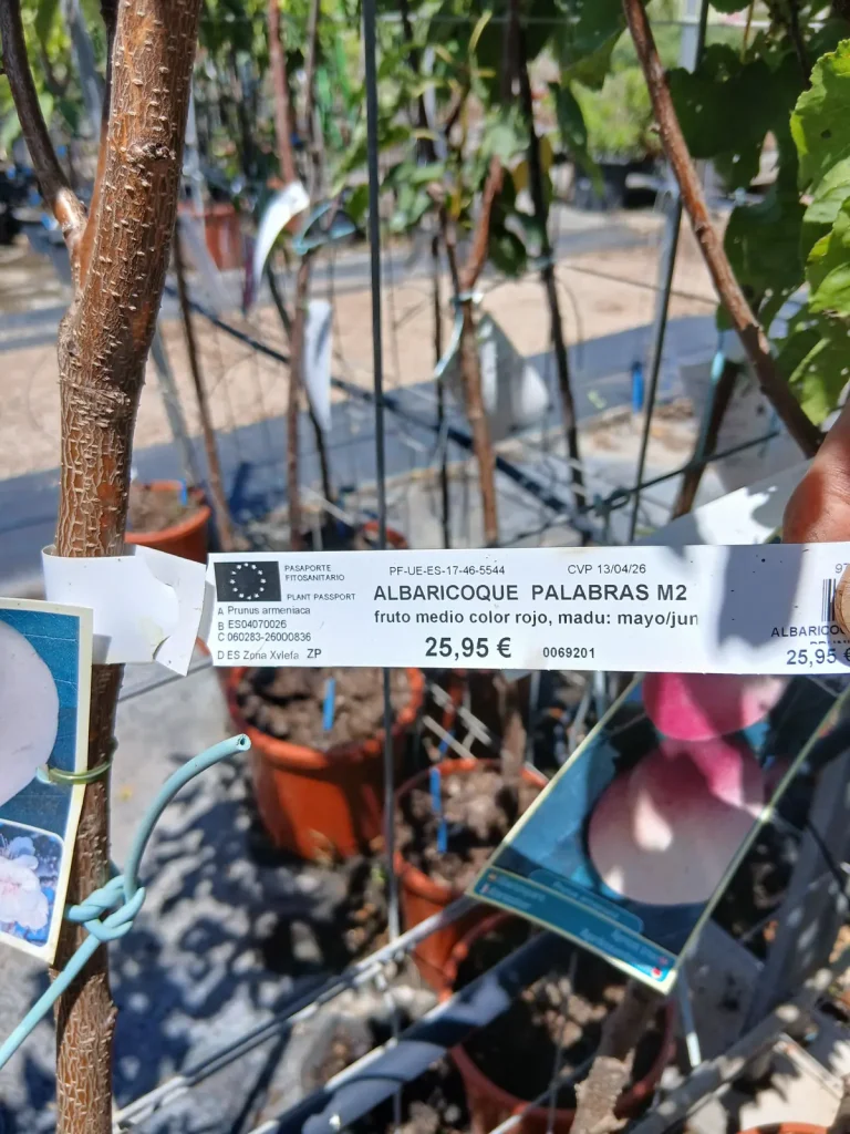 Comprar Albaricoquero Palabras en Mallorca - Vivero Can Juanito