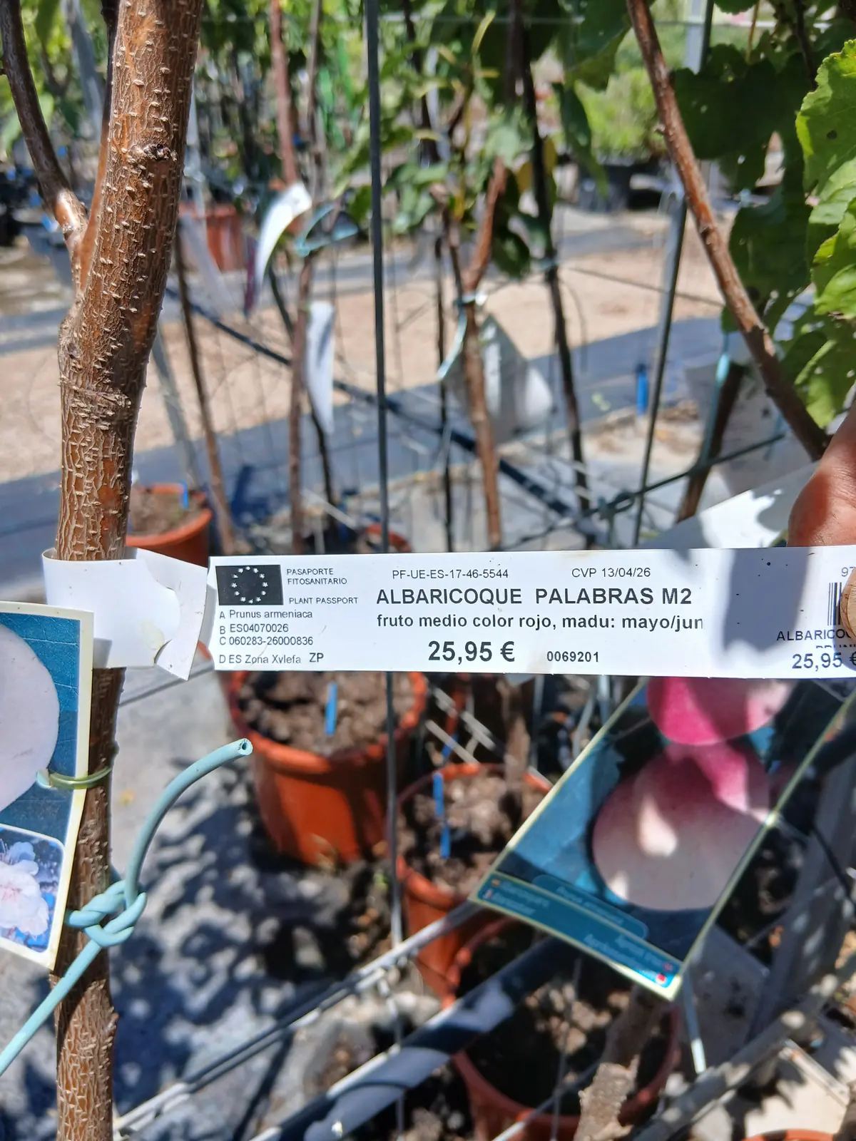 Comprar Albaricoquero Palabras en Mallorca - Vivero Can Juanito