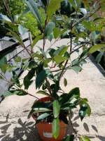 Comprar Arbusto fotinia roja (Photinia fraseri Red Robin) en Mallorca - Vivero Can Juanito