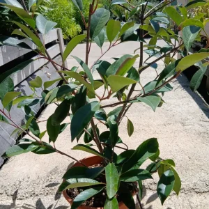 Comprar Arbusto fotinia roja (Photinia fraseri Red Robin) en Mallorca - Vivero Can Juanito